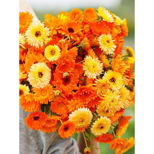 菊火焰舞红渐波边家小