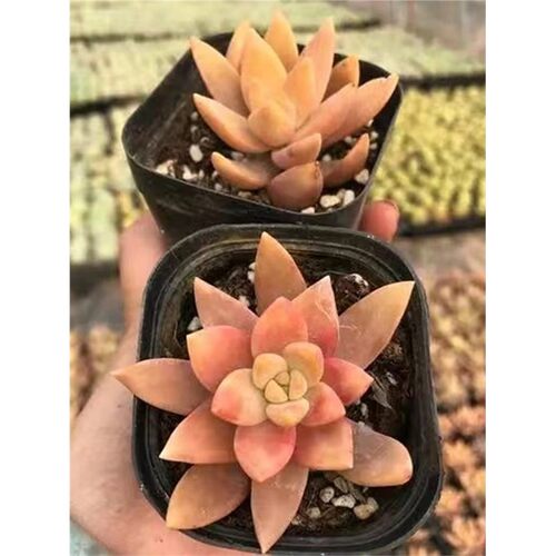 果冻布丁状态佳蜜糖色晶