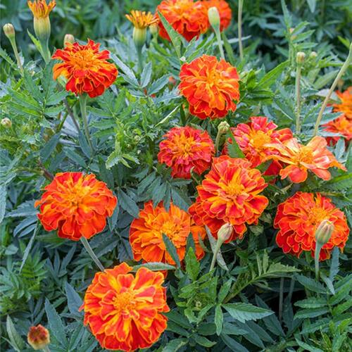 「花园里的红色宣言」火红孔雀草饱满如孔雀开屏 寓意爽朗与自信 - 封面