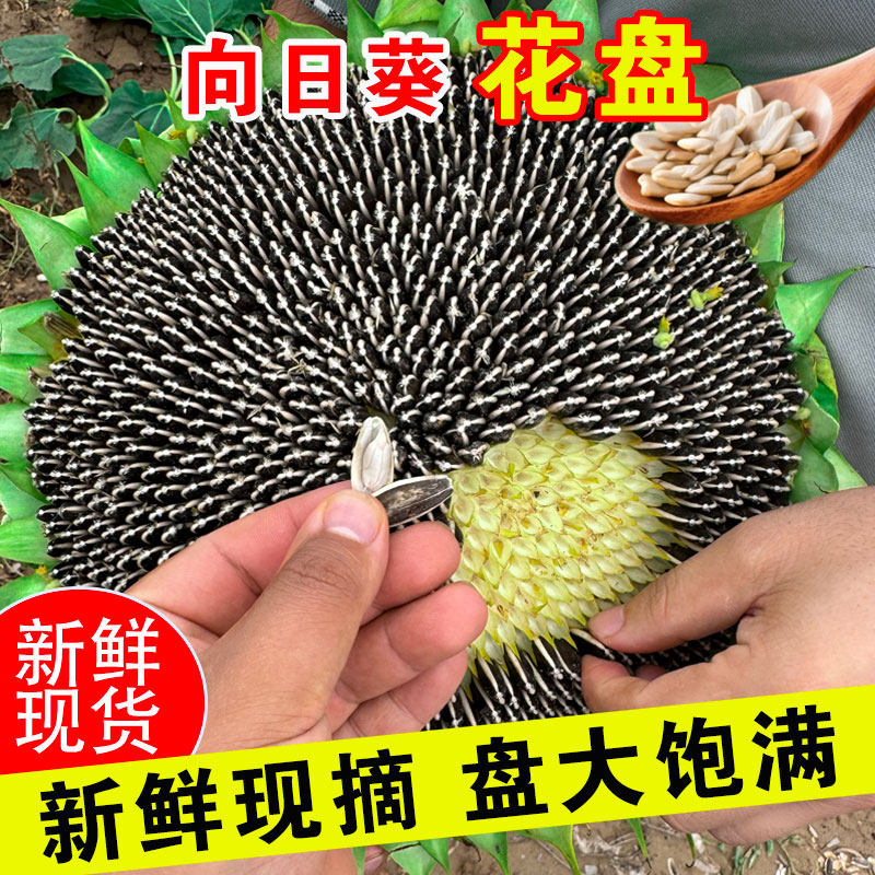 2026新鲜葵花盘向日葵生瓜子盘带籽盘原味葵花子食用葵花籽盘包邮