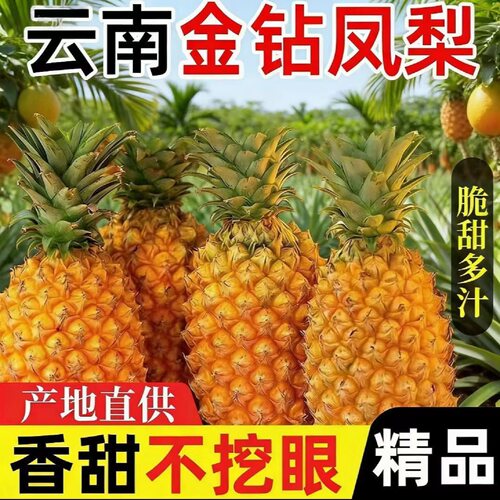 云南金钻凤梨果佳懿新鲜采摘
