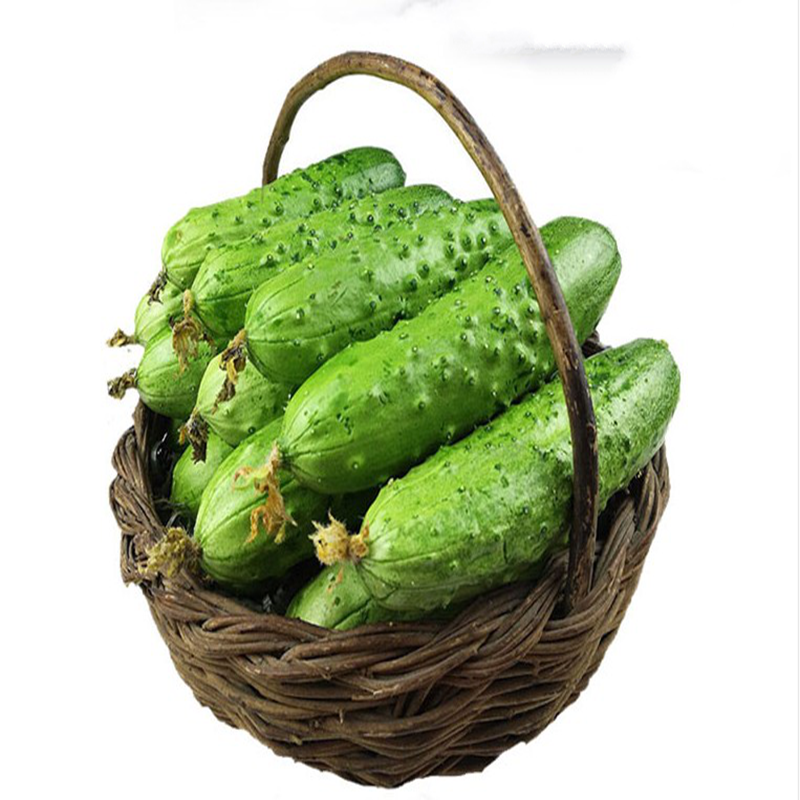 黄瓜新鲜生吃水果小青瓜5斤包邮农家自种蔬菜旱黄瓜脆绿带刺10