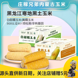 庄稼兄弟白甜糯玉米非转基因真空黄糯玉米新鲜黏糯苞米棒粗粮代餐