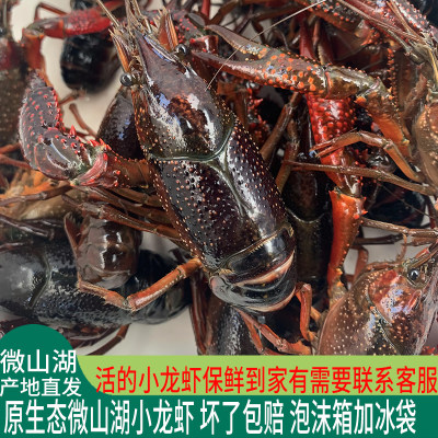 微山湖清水小龙虾活体大龙虾