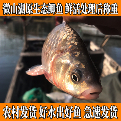 微山湖新鲜原生态大鲫鱼