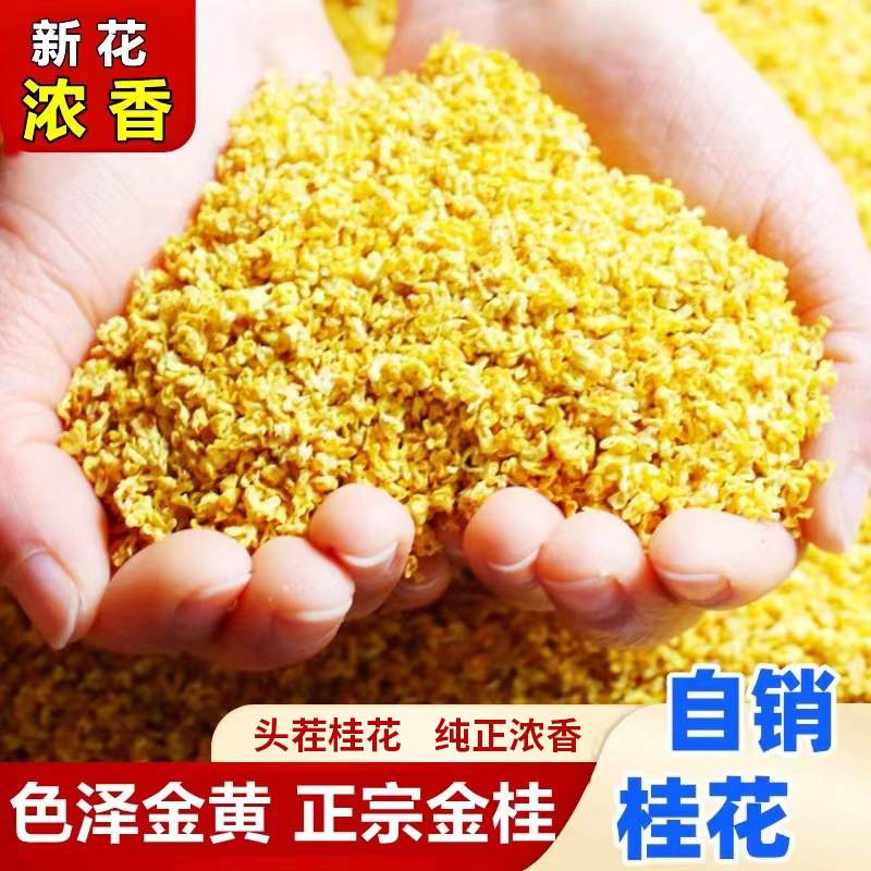精选金桂花干花香味醇厚满口香甜