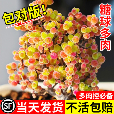 高端多肉植物蜜橘糖球枝干番杏盆栽花卉米粒冰晶稀有品种绿植好养
