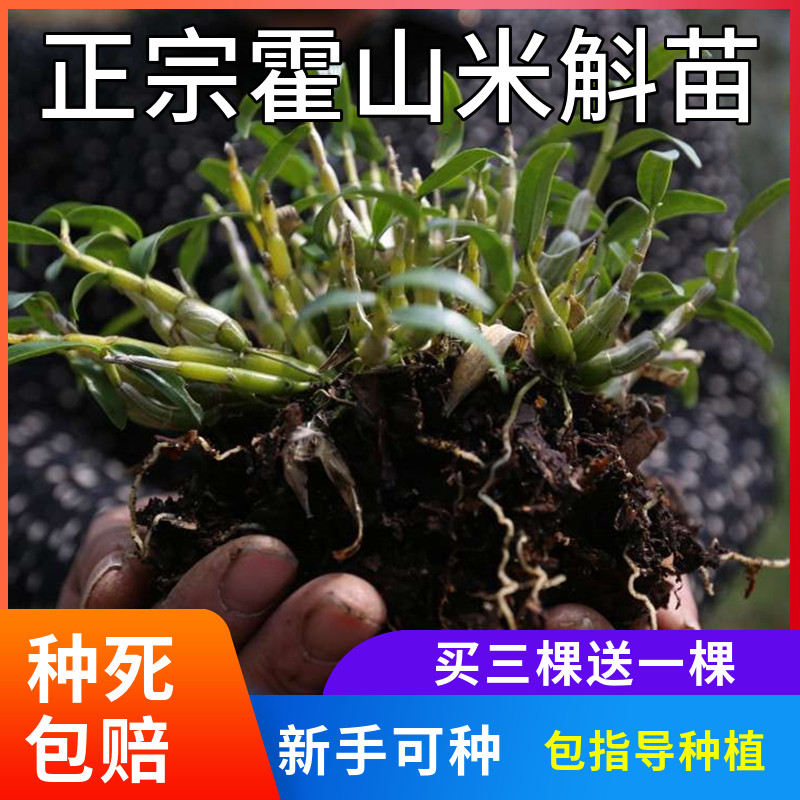 正宗霍山米斛苗盆栽绿植室内正宗3年4年石斛兰花买3送1太平畈石斛