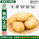 有机土豆新鲜现挖山东黄心马铃薯黄皮洋芋农场自然健康无农残蔬菜