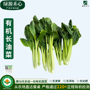有机长油菜新鲜绿叶小青菜长杆小油菜涮火锅菜清炒健康无农残蔬菜
