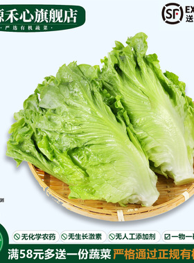 有机罗马生菜新鲜包心罗纹凯撒生菜轻食材沙拉西餐健康无农残蔬菜