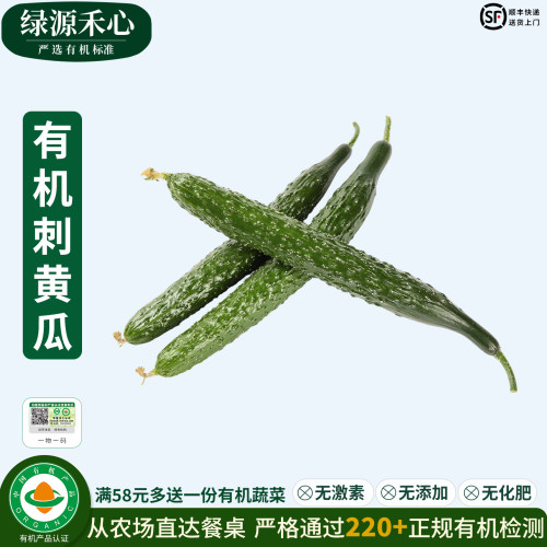 有机刺黄瓜新鲜摘农家带刺长黄瓜