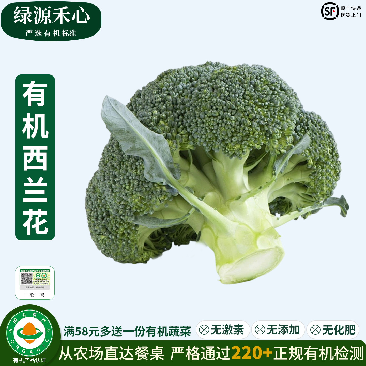 有机西兰花新鲜西蓝花绿花椰菜青菜花沙拉凉拌清炒健康无农残蔬菜