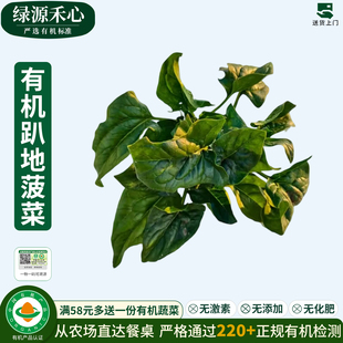 有机趴地菠菜新鲜采摘露天矮生红根土菠菜青菜5斤健康无农残蔬菜
