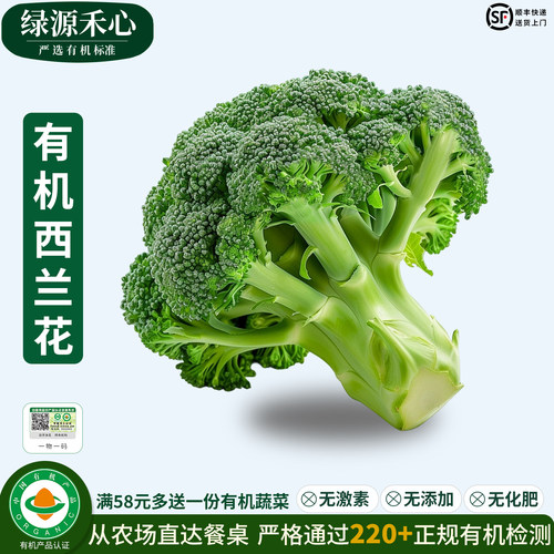 有机西兰花农场新鲜采摘西蓝花菜