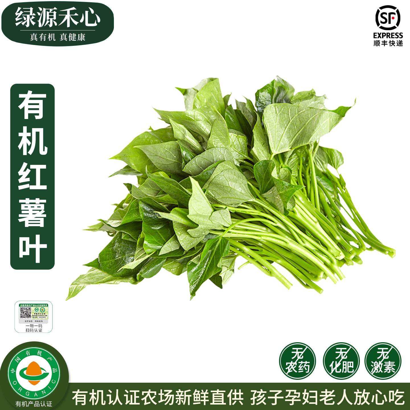 有机红薯叶新鲜现摘嫩地瓜叶苕尖图片