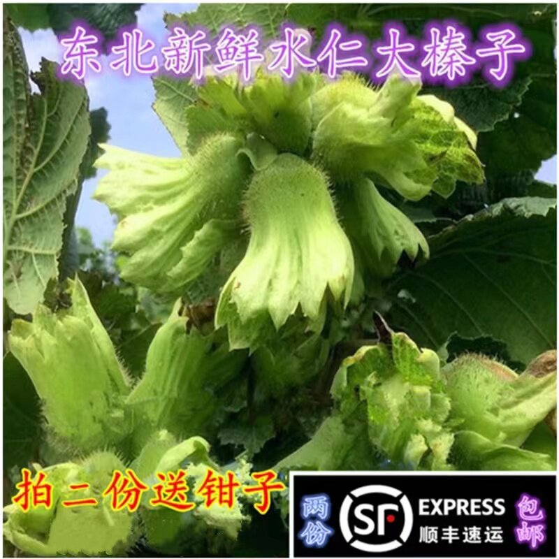 东北特产新鲜绿皮大榛子天天特价二斤包邮顺丰