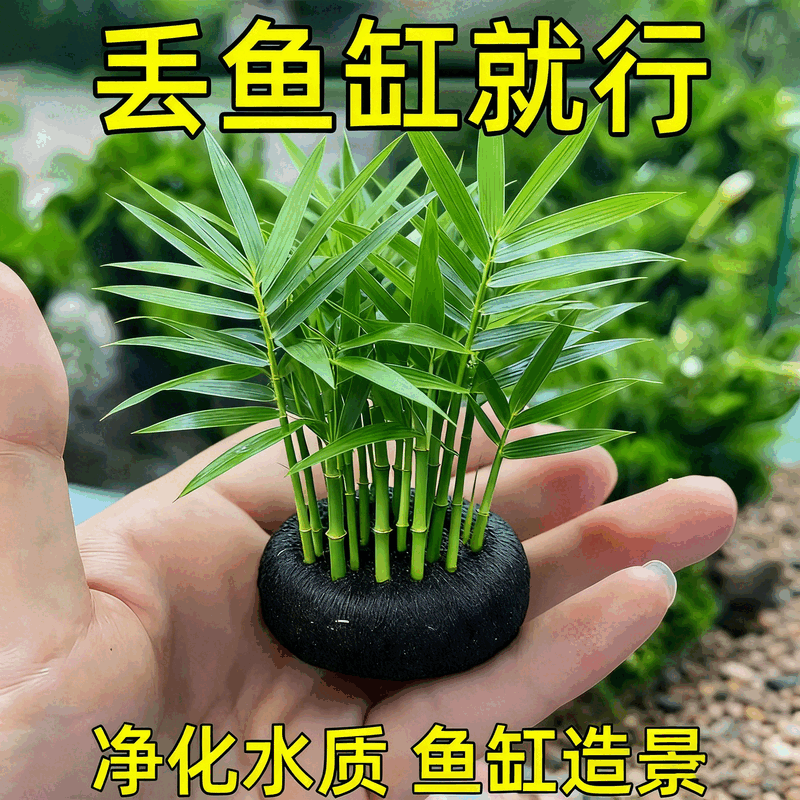 青竹水草植物真草鱼缸水草造景鱼草缸绿植活净水新手懒人养鱼后景,宠物/宠物食品及用品,水草,淘宝优惠券,粉丝福利购,淘宝优惠卷