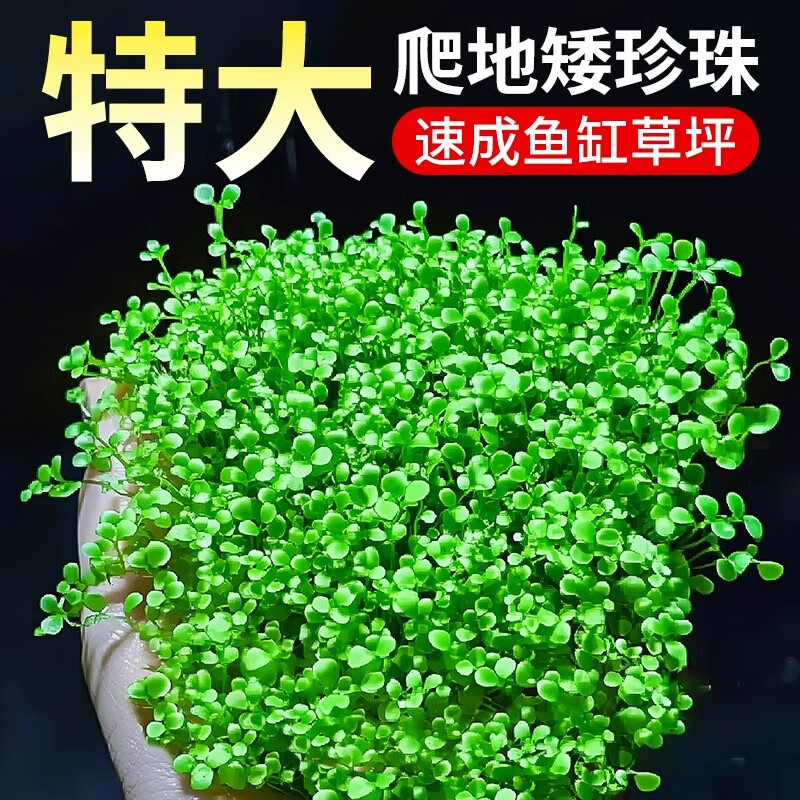 爬地矮珍珠无菌杯趴地迷你小坨水草植物鱼缸造景淡水水培增氧真草