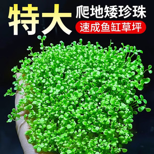 爬地矮珍珠无菌杯趴地迷你小坨水草植物鱼缸造景淡水水培增氧真草