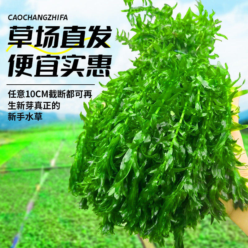 蜈蚣草水草植物养龟鱼缸造景鱼草缸净水绿植新手养鱼后景草绿菊