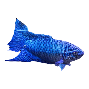 中国斗鱼游龙活体活鱼冷水淡水观赏鱼好 养不打氧小型鱼好养活鱼