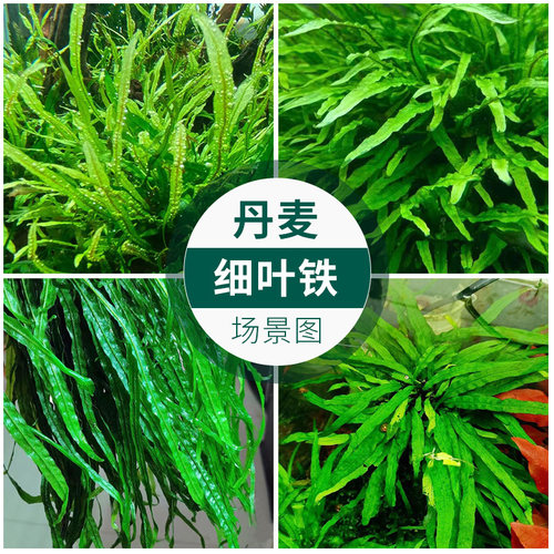丹麦细叶铁皇冠草中后景草