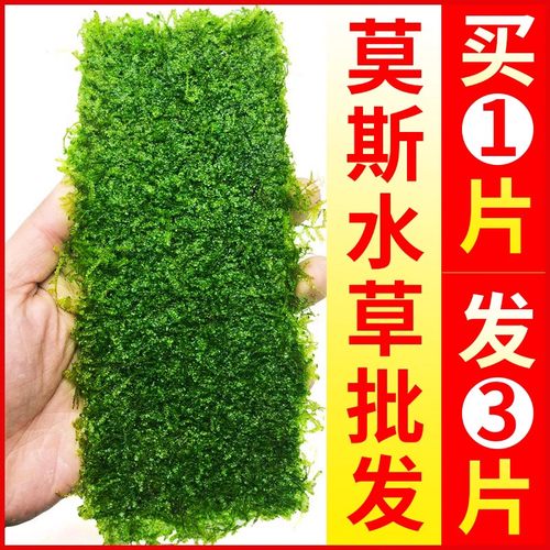莫斯水草鱼缸造景前景慕斯片沉木