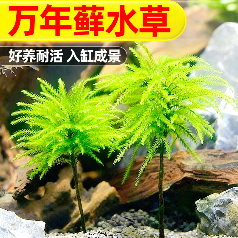 万年藓水草植物造景雨林缸真草鱼缸活体新手易活水陆缸水培前景草,宠物/宠物食品及用品,水草,淘宝优惠券,粉丝福利购,淘宝优惠卷