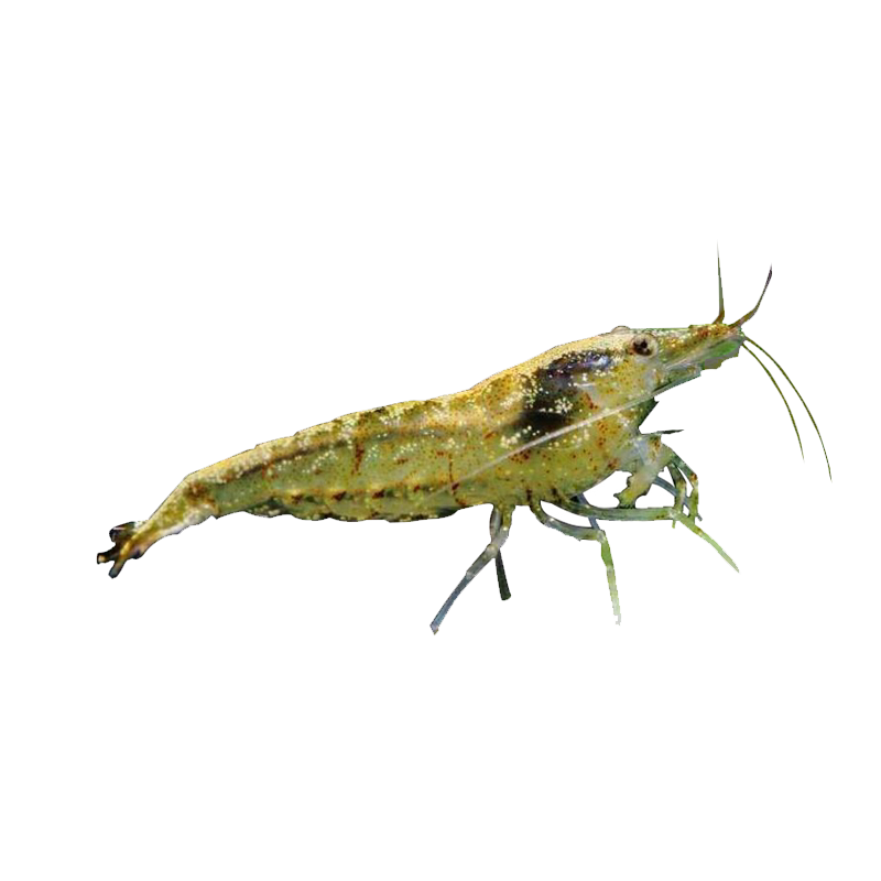 活体黑壳虾天然除藻虾成熟大虾