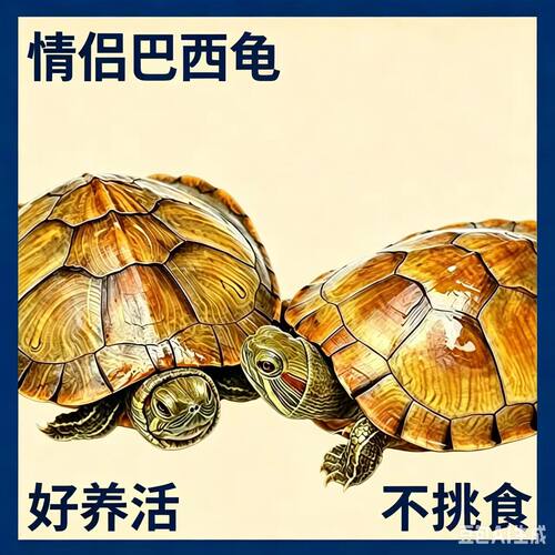 活体巴西龟水陆两栖好养不挑食