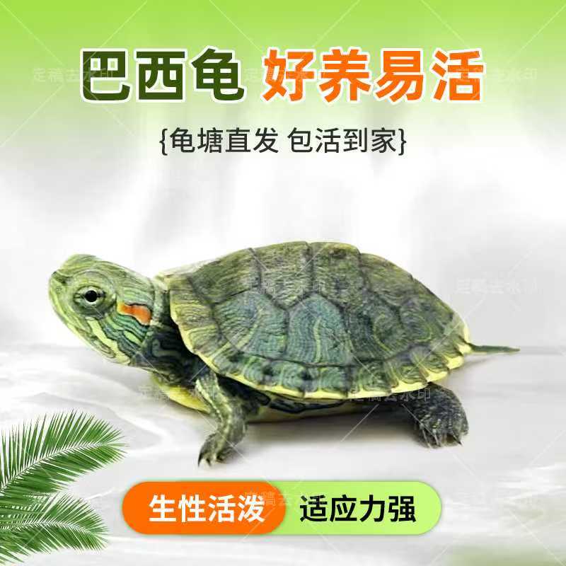 情侣龟活体宠物龟巴西龟招财龟活物红耳龟大水龟幼苗招财长寿