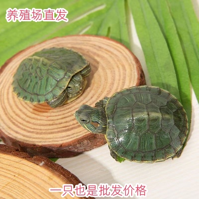 巴西龟大小乌龟龟苗观赏乌龟
