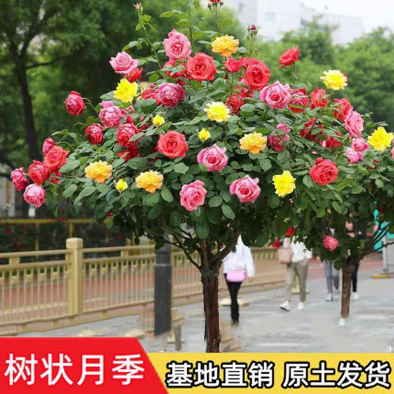 树桩月季花苗特大花朵高杆棒棒糖四季开花卉植物庭院多色树状月季