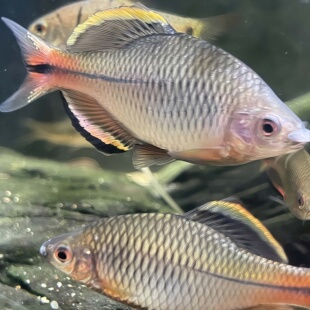 原生鱼广齐鳑鲏广东齐氏鱊红白边须鱊小型冷水鱼观赏鱼不加温耐养