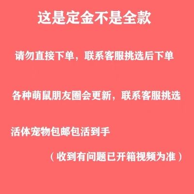 网红鼠松萌幼儿儿童宠物飞鼠幼儿活物好养包活包邮