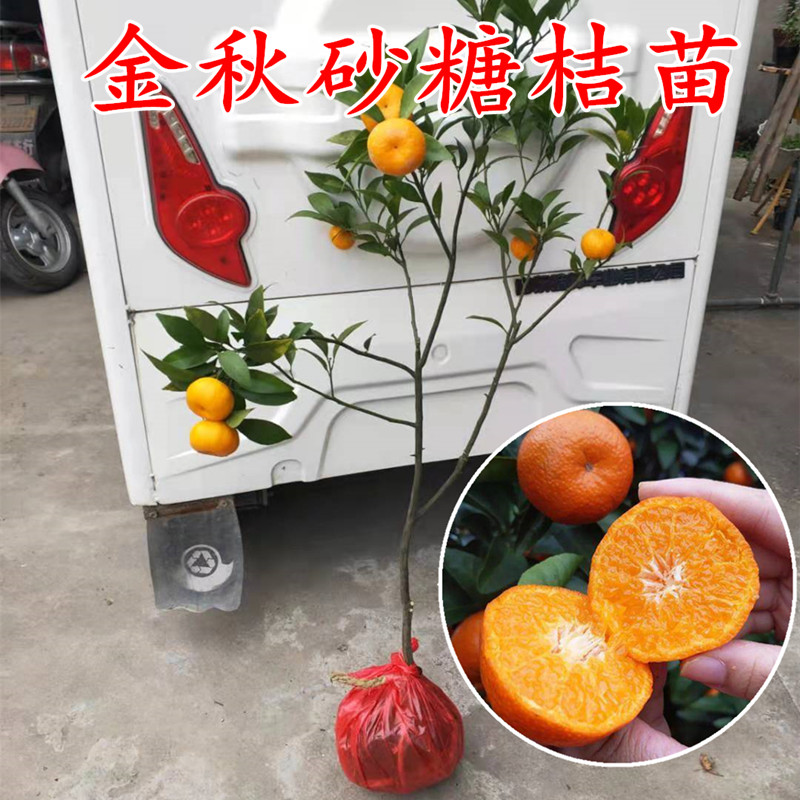 蜜桔宁波盆栽蜜桔果树苗