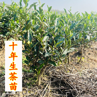 绿茶极品浙江西湖龙井43茶叶树苗黄金芽安吉白茶树乌牛早红茶树苗