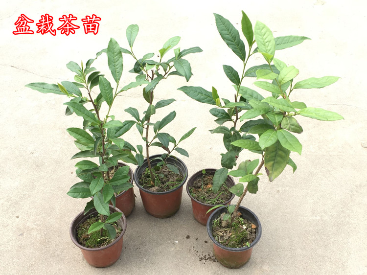 庭院浙江龙井茶叶树苗盆栽43茶苗