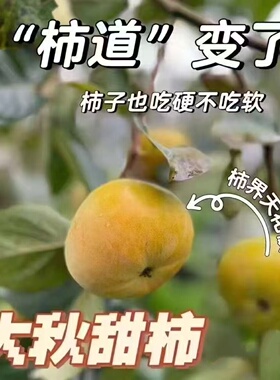正品宁波带土球发货太秋甜柿果树苗自然脱涩脆柿子嫁接苗