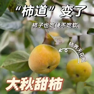 正品宁波带土球发货太秋甜柿果树苗自然脱涩脆柿子嫁接苗
