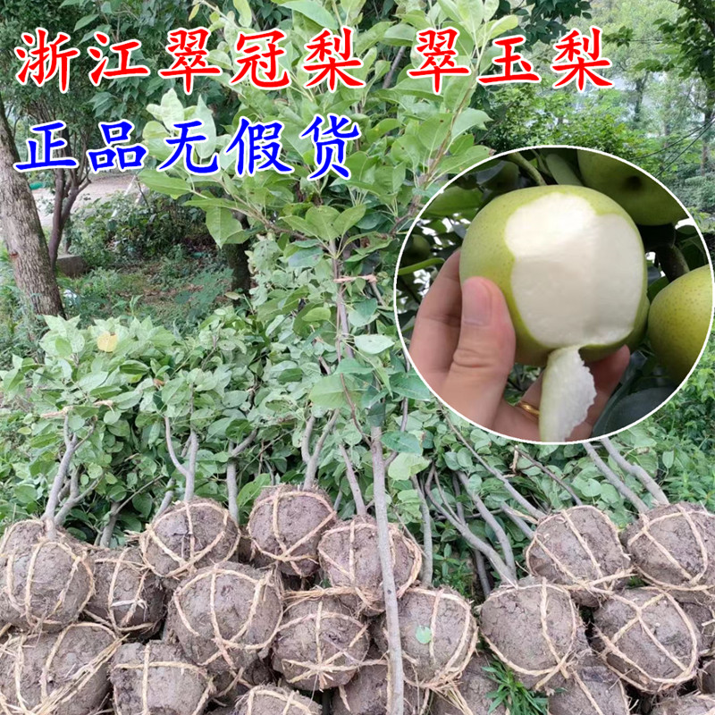 宁波翠玉梨苗51882结果苗庭院