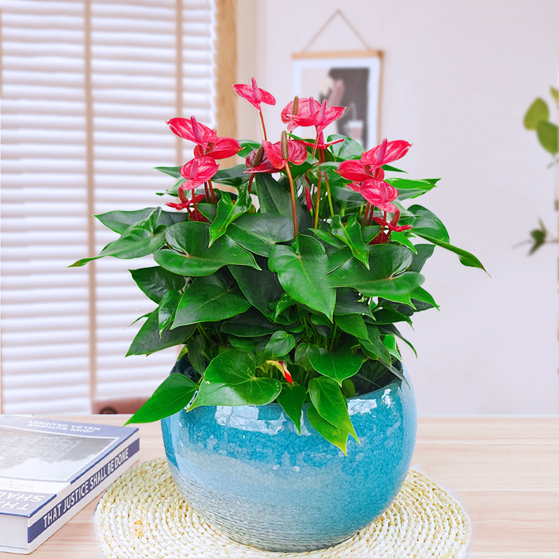 红掌盆栽室内植物花卉办公室客厅