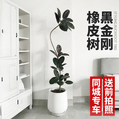 橡皮树盆栽净化空气植物