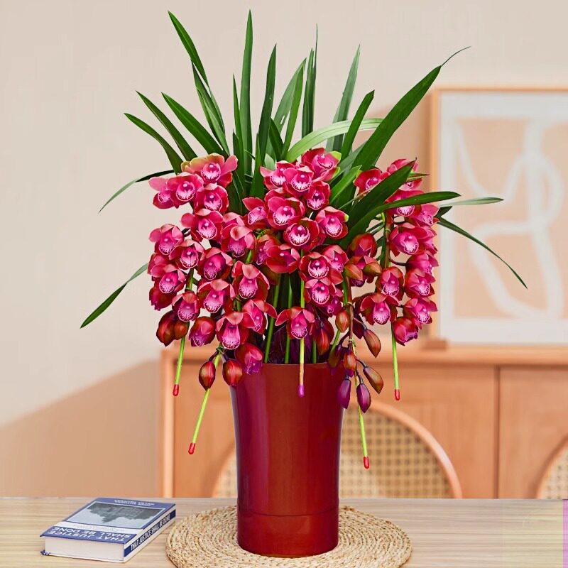 大花蕙兰盆栽室内植物花兰花年宵
