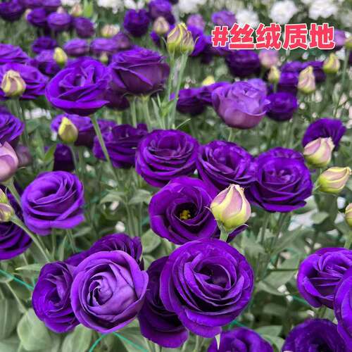 【高贵紫】重瓣洋桔梗花苗高杆大花耐寒耐热多年生阳台庭院易成活
