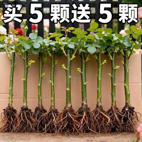 无刺蔷薇花苗爬藤四季老桩卉花苗爬藤月季花植物庭院盆栽耐寒耐热