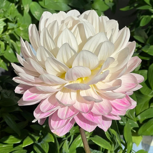 【凯尔盖安】大丽花小苗开花机器盆栽易活室内外庭院花卉观花植物