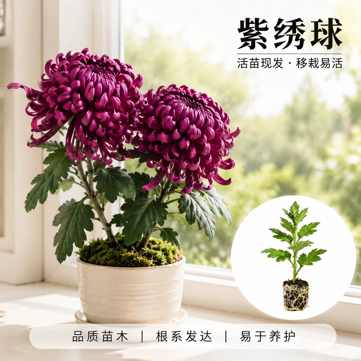 【紫绣球】大菊花苗 独本菊花苗瑞云殿 国华大菊系列狮子头菊