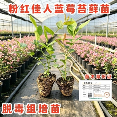 【新品粉红佳人】蓝莓花苗脱毒组培蓝莓穴盘苗盆栽地栽庭院花苗